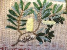 Banksia marginata, detail from Sydney Parkinson 